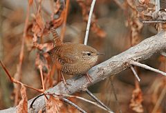 Winter Wren