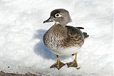 Wood Duck