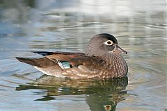 Wood Duck