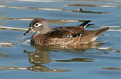 Wood Duck