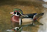 Wood Duck