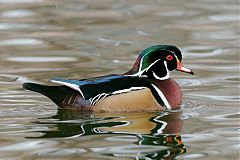 Wood Duck