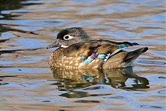 Wood Duck