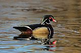 Wood Duck