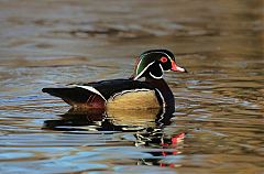 Wood Duck