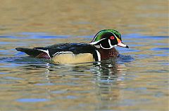 Wood Duck