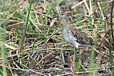 Wood Sandpiper