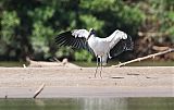 Wood Stork