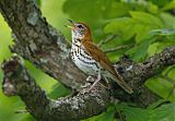 Wood Thrush