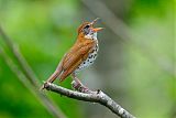 Wood Thrush