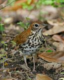 Wood Thrush