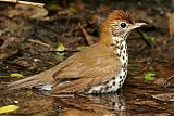 Wood Thrush