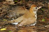 Wood Thrush