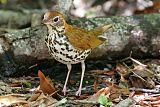 Wood Thrush