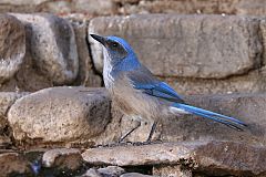 Woodhouse's Scrub-Jay