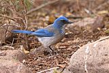 Woodhouse's Scrub-Jay