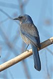 Woodhouse's Scrub-Jayborder=