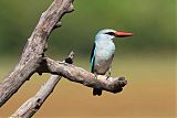 Woodland Kingfisher