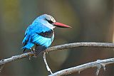 Woodland Kingfisher