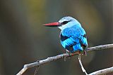 Woodland Kingfisher