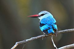 Woodland Kingfisher