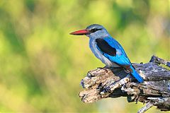 Woodland Kingfisher