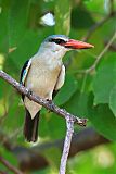 Woodland Kingfisher