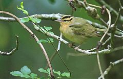 Worm-eating Warbler