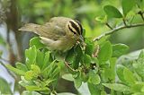 Worm-eating Warbler