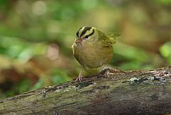 Worm-eating Warbler