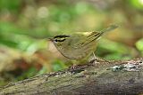 Worm-eating Warbler