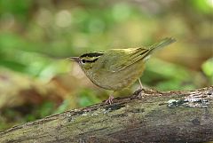 Worm-eating Warbler