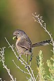 Wrentit