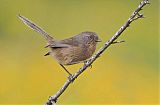 Wrentit