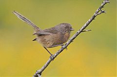 Wrentit