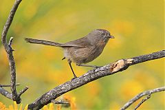 Wrentit