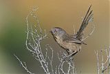 Wrentit