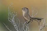 Wrentit