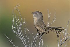 Wrentit