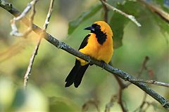 Yellow-backed Oriole