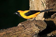Yellow-backed Oriole