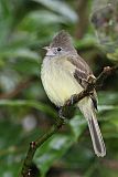 Yellow-bellied Elaenia