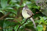 Yellow-bellied Elaenia