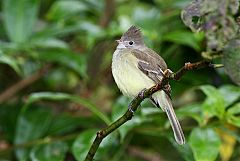 Yellow-bellied Elaenia