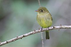 Yellow-bellied Flycatcher