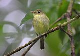 Yellow-bellied Flycatcher