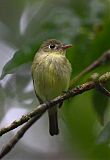 Yellow-bellied Flycatcher