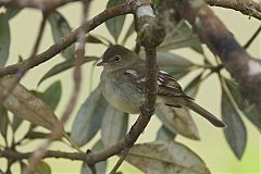 Yellow-bellied Flycatcher