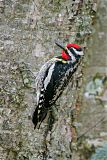 Yellow-bellied Sapsucker