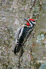 Yellow-bellied Sapsucker